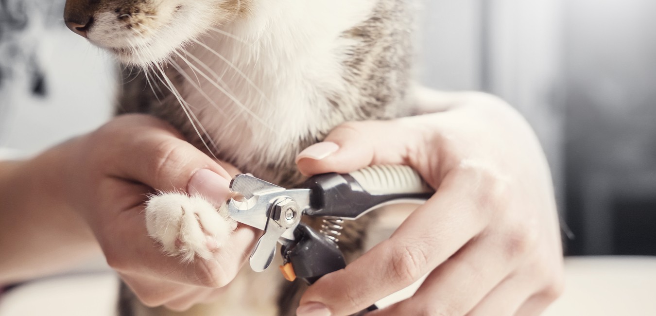 cat claw clippers
